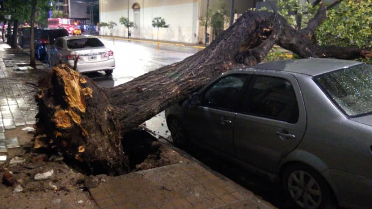 Un árbol cayó por la tormenta y aplastó un auto en el centro