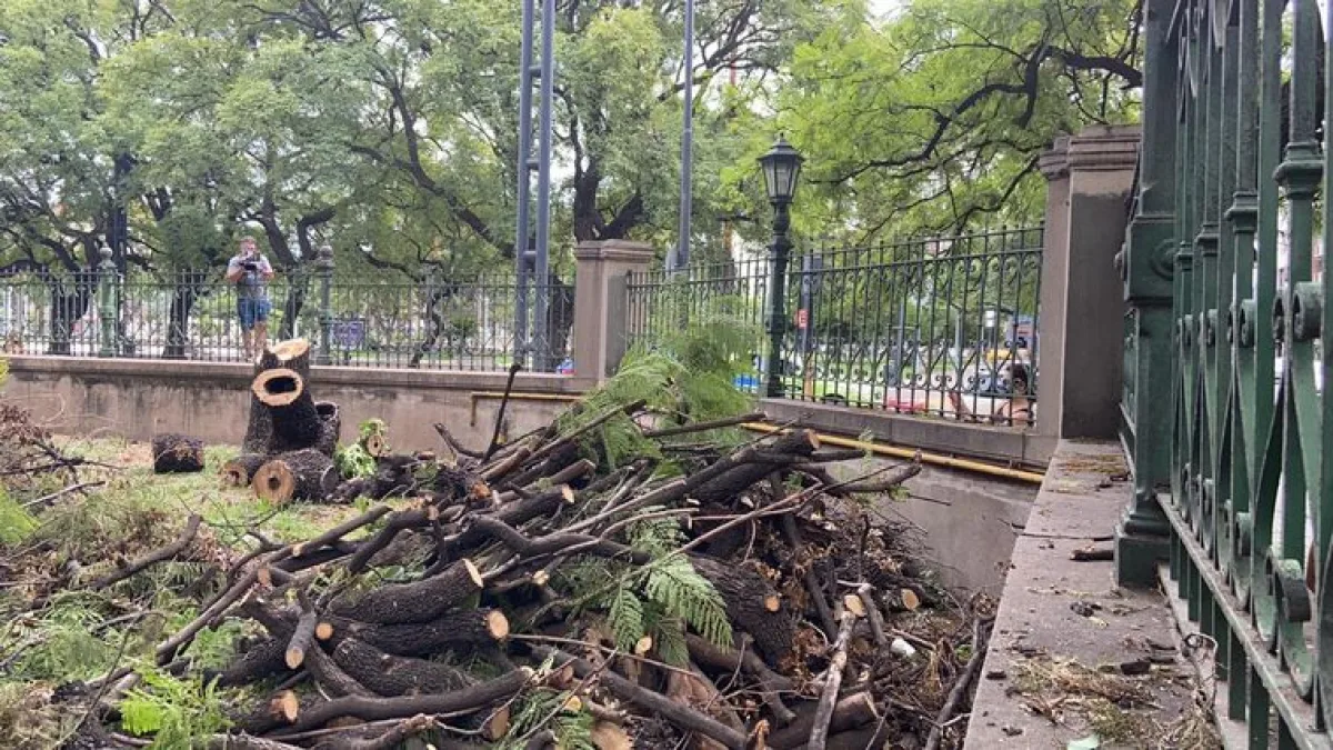Rispidez por la poda de árboles en el colegio Alejandro Carbó