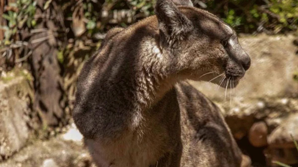Mutiló a un puma y deberá pagar una cuota mensual mientras el animal siga vivo
