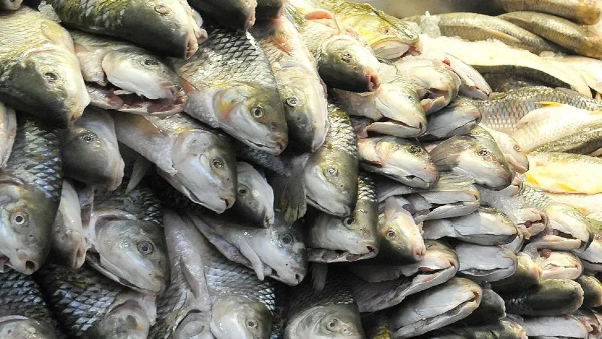 Detectaron múltiples fármacos en peces que se consumen en Córdoba
