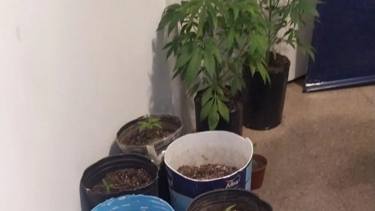 Hallaron un laboratorio de marihuana al lado del Tribunal Federal Dos
