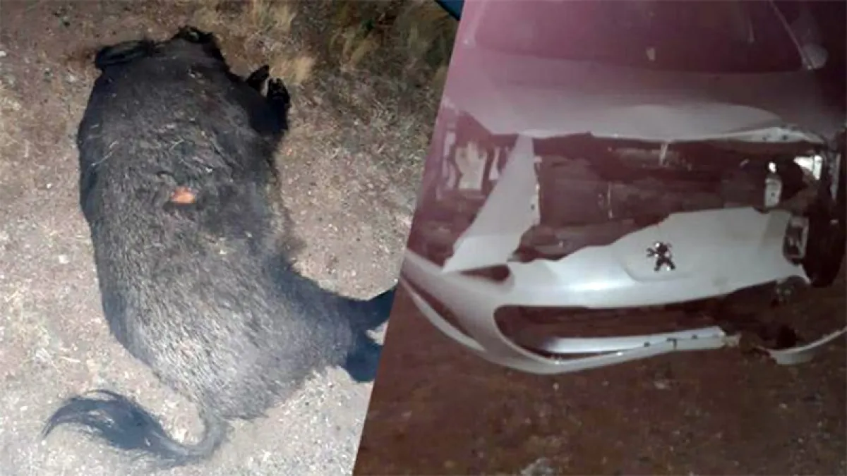 Un jabalí provocó un accidente y demandan a la Provincia