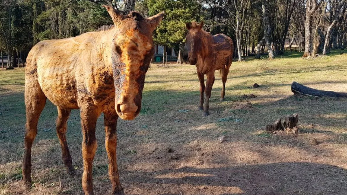 Asisten a animales afectados por los incendios