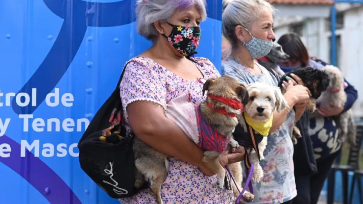 Habilitan un turnero online para castraciones de perros y gatos