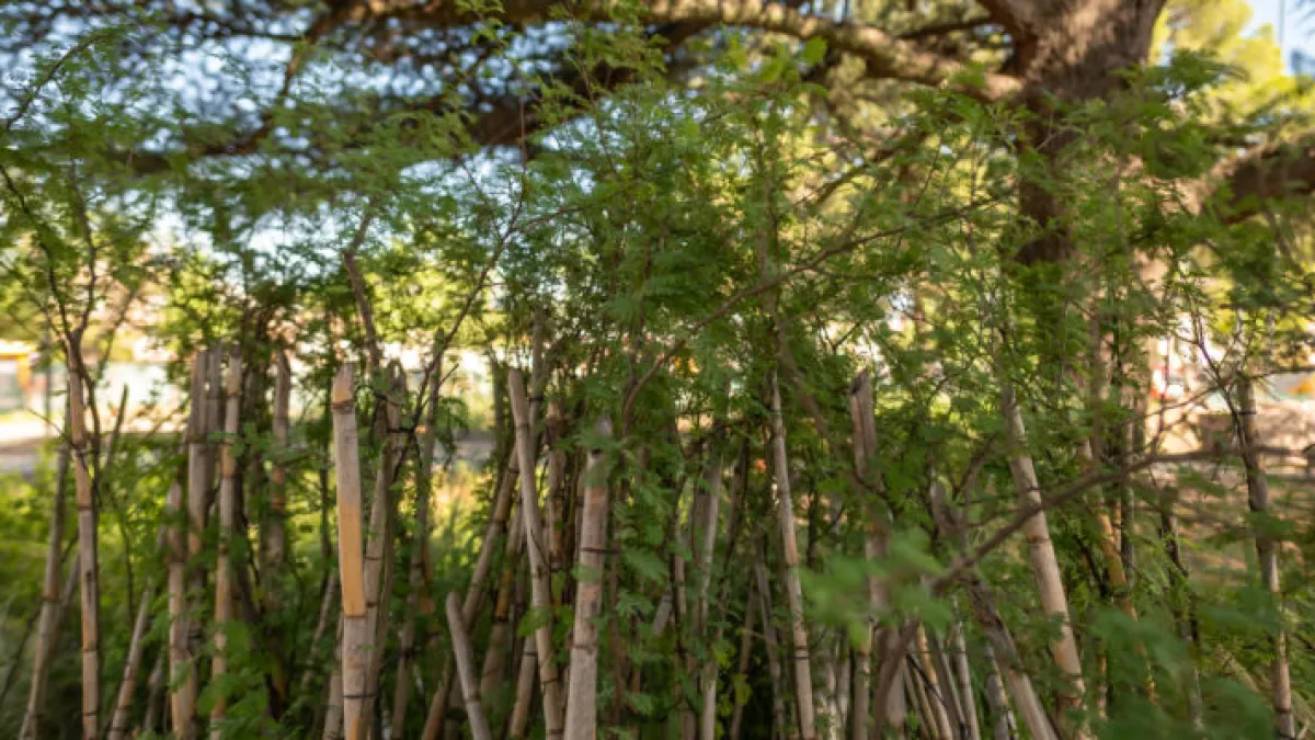 La Plaza de las Américas tendrá especies de flora nativa
