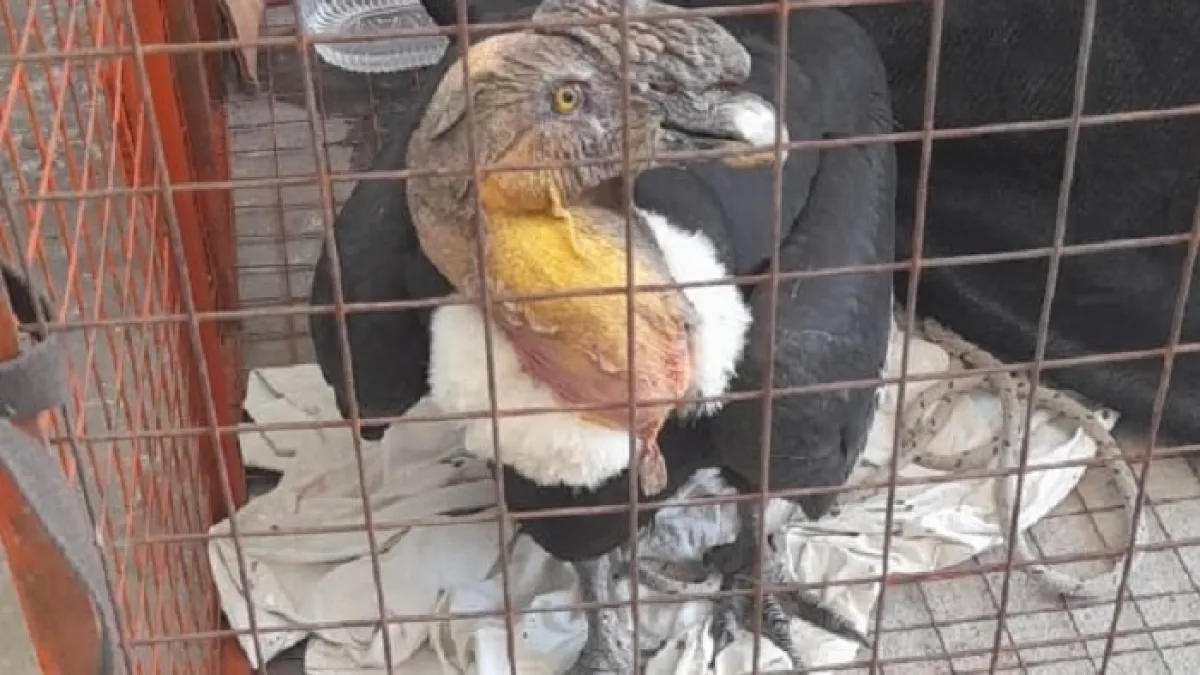 Rescataron a un cóndor atacado por perros en el Camino de las Altas Cumbres