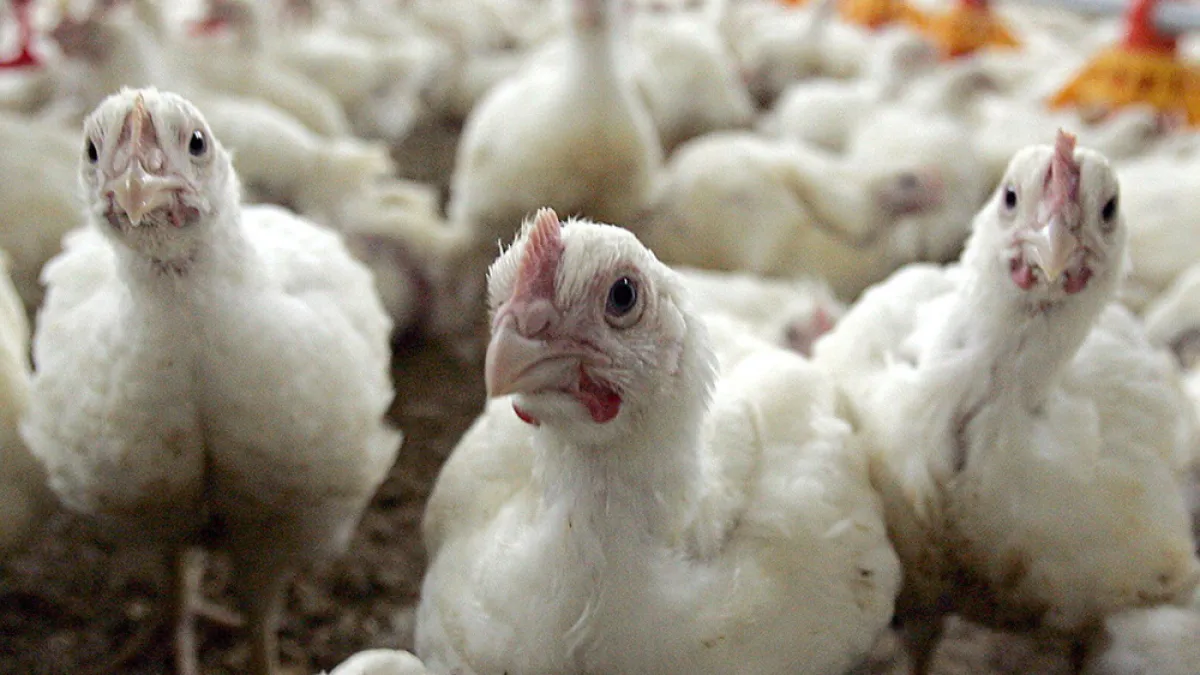 Confirman el primer caso de gripe aviar en pollos parrilleros y cierran las exportaciones