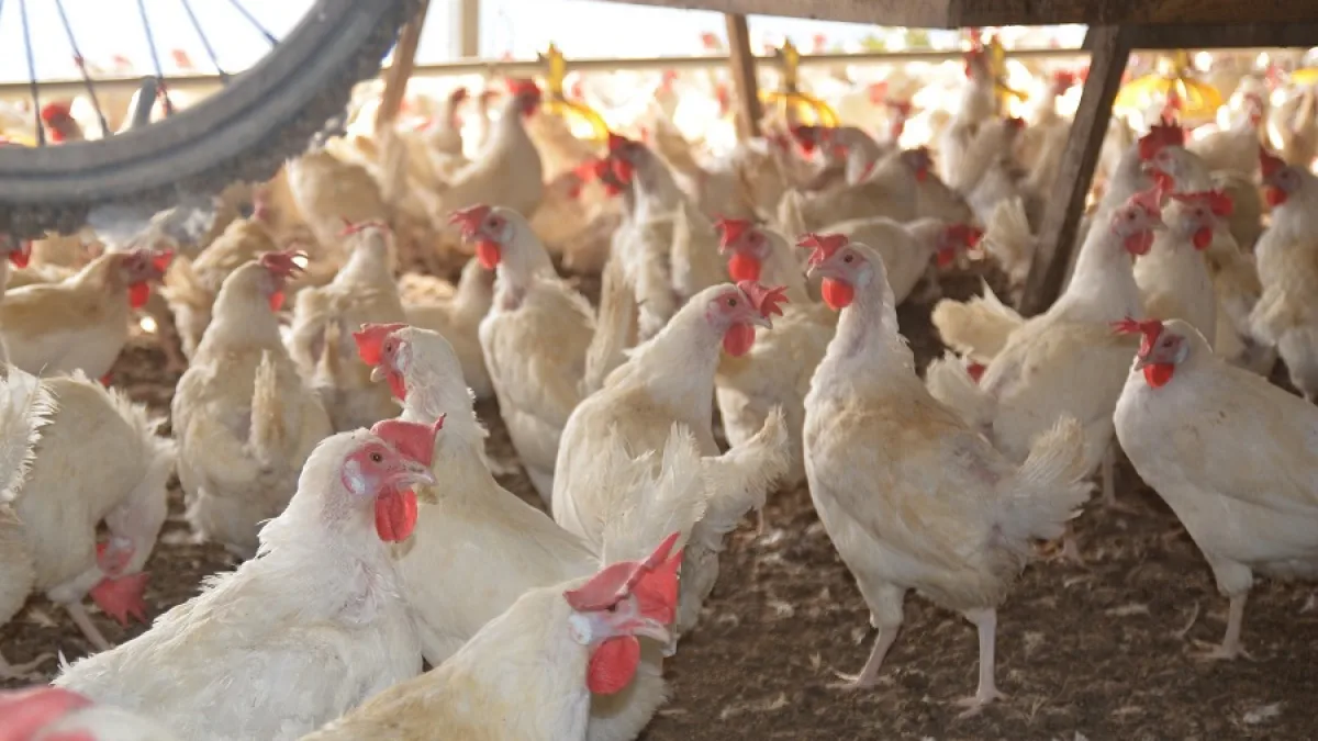 Gripe aviar: murieron 220.000 gallinas en Río Negro