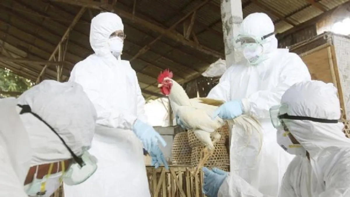 Suman 59 los casos de influenza aviar en el país