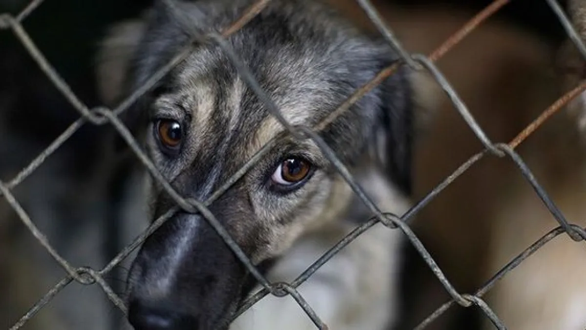 Inicia en Diputados el tratamiento de la "Ley Conan" contra el maltrato animal