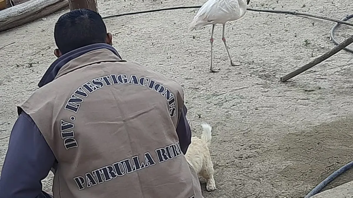 Detuvieron a un hombre por tenencia de animales autóctonos