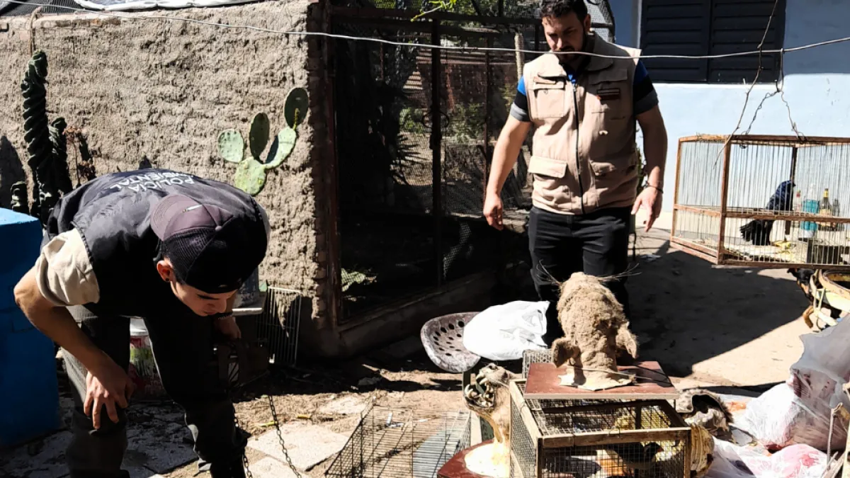 Rescataron a dos guacamayos del cautiverio en barrio Argüello