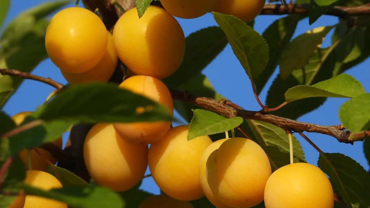 El Gobierno anunció la desregulación de la industria frutícola