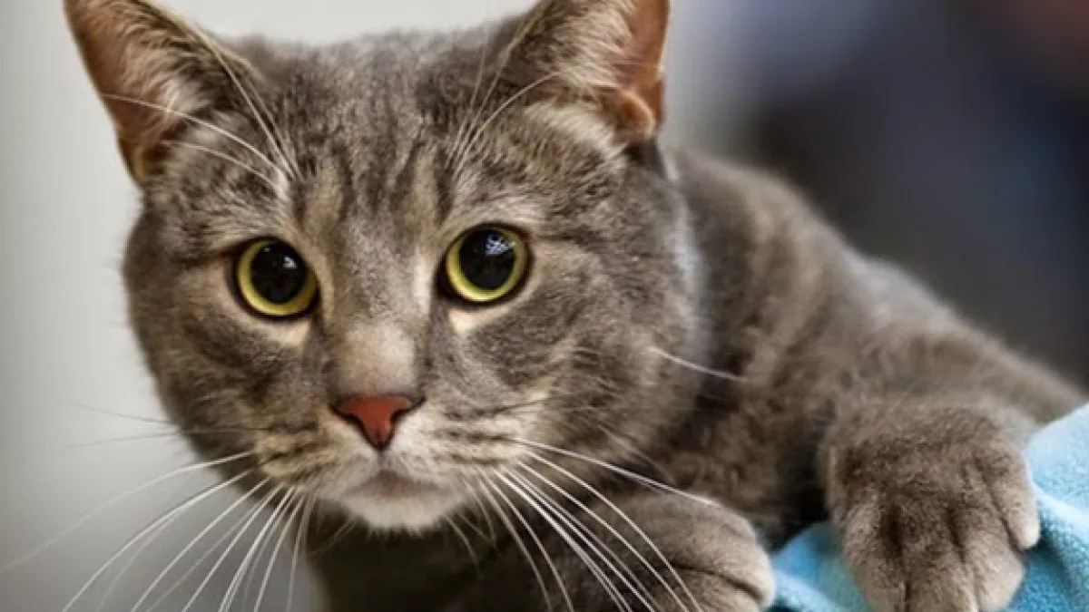 Día Internacional del Gato: por qué se celebra hoy