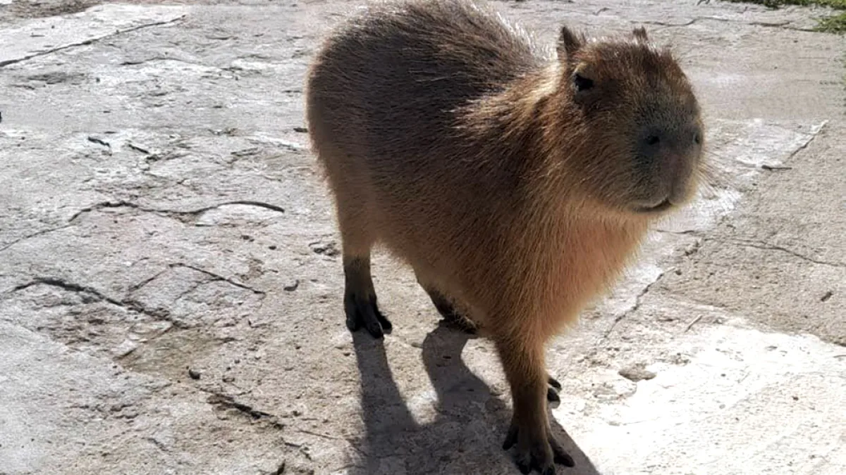 Policía Ambiental rescató un carpincho y nueve aves silvestres