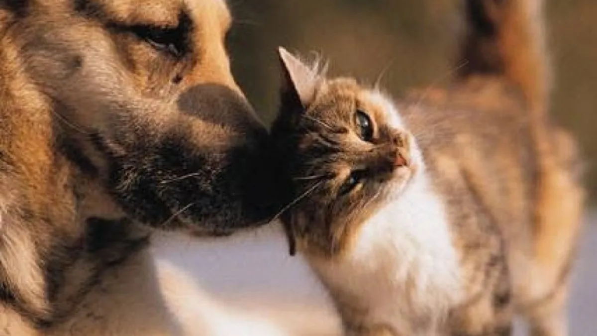 Día del animal: por qué se celebra el 29 de abril