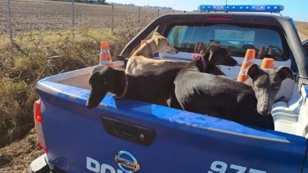 Rescataron más de 70 galgos que eran utilizados para la caza ilegal