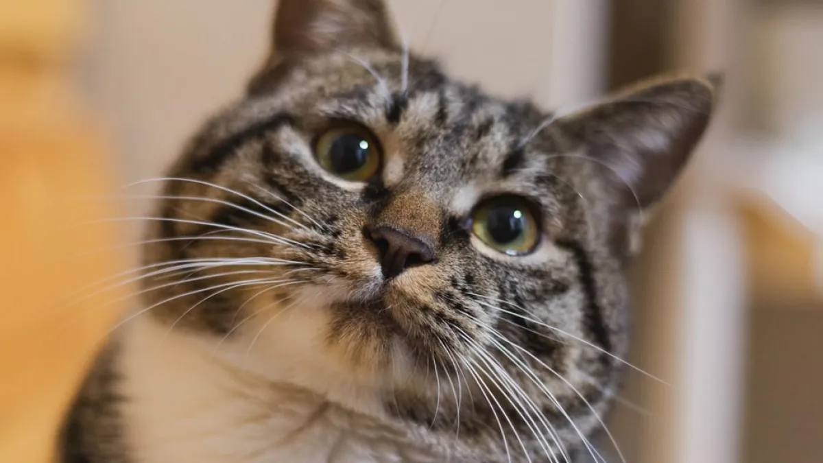 Día internacional del gato: por qué se festeja el 8 de agosto