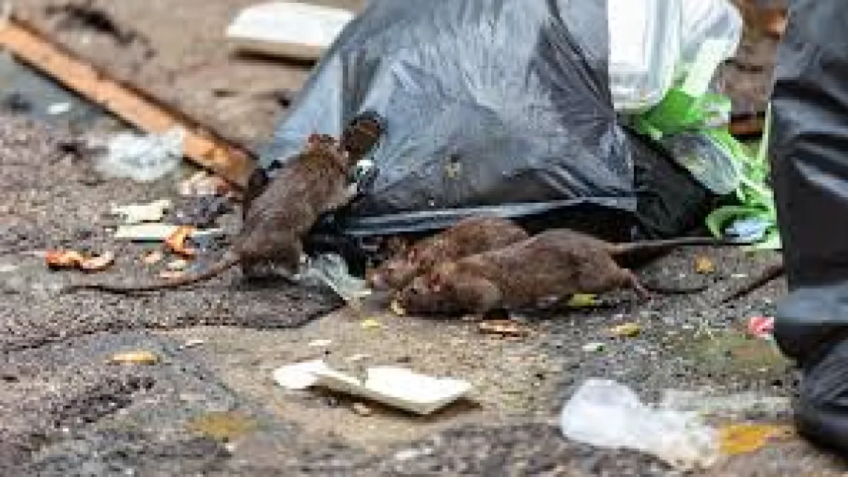 Alerta por los casos de leptospirosis: Córdoba entre las provincias afectadas