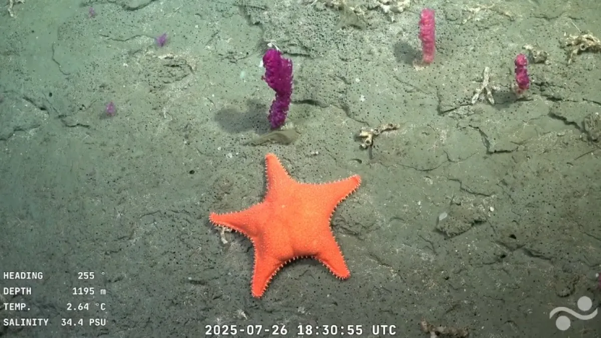 Nueva expedición científica del Conicet en el Mar Argentino
