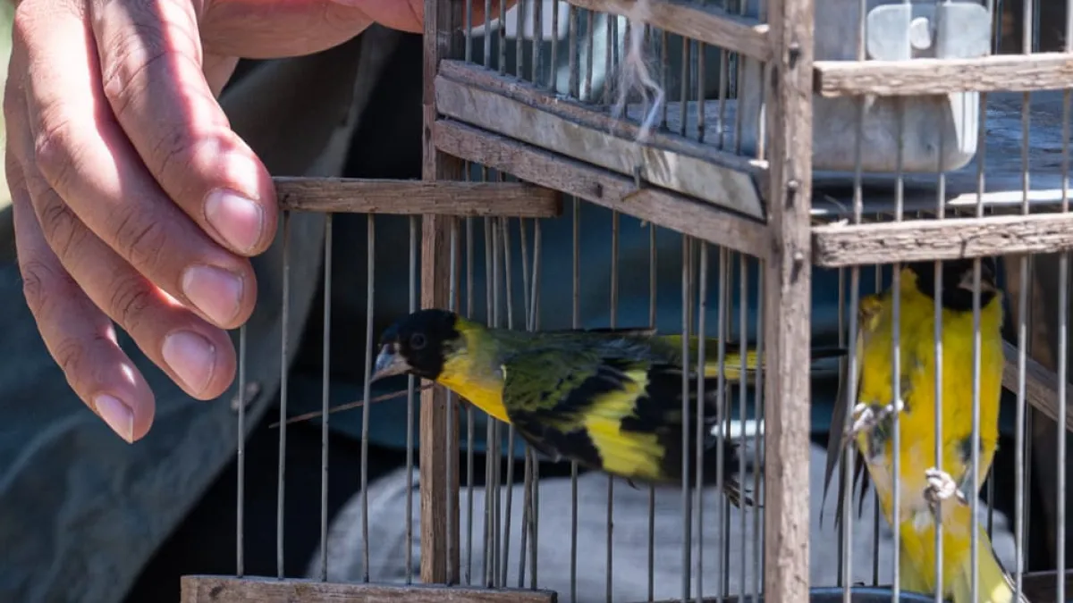 Ambiente liberó 40 aves y un mamífero
