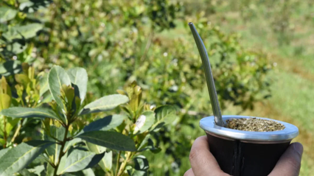 El Gobierno desregula el mercado de la yerba mate