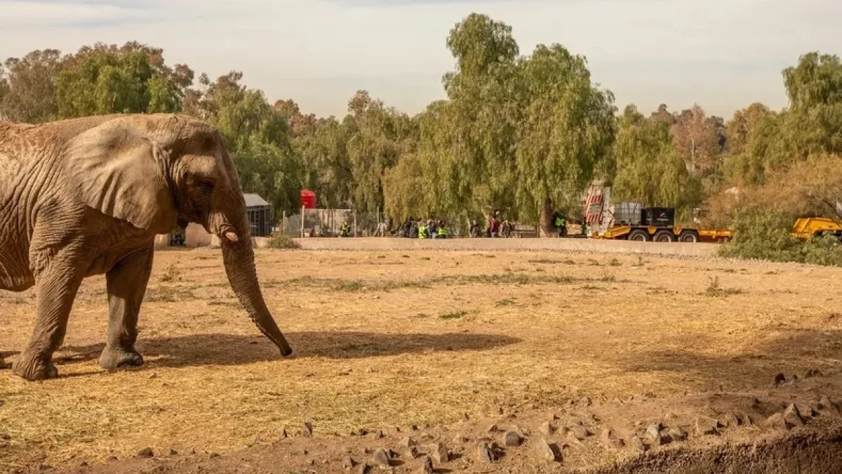 Murió Kenya, la elefanta que había sido trasladada desde Argentina a un santuario de Brasil