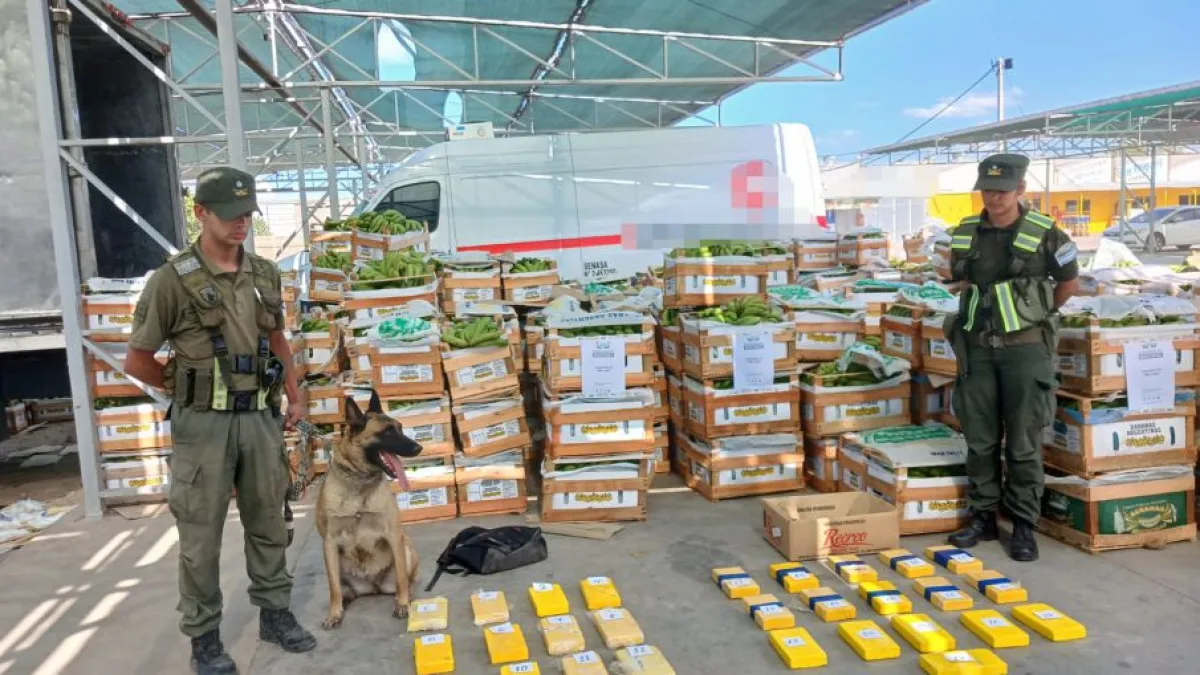 Incautaron más de 63 kilos de cocaína ocultos en un camión con bananas