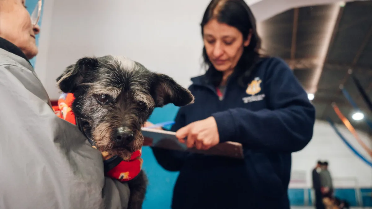 Este viernes habrá vacunación antirrábica gratuita para perros y gatos en barrio Argüello Norte