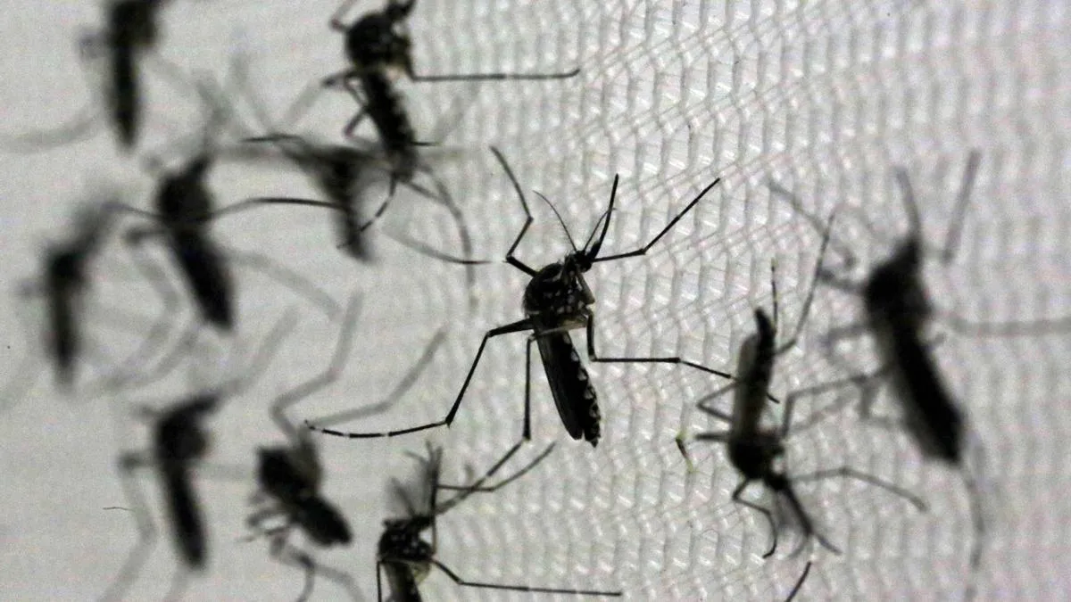 Salud confirma tres nuevos casos autóctonos de chikungunya en Córdoba