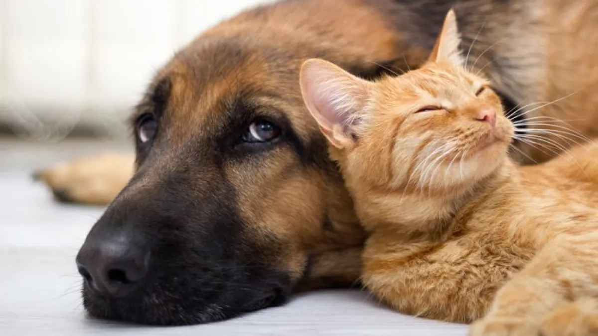Día del Animal: por qué se celebra cada 29 de abril