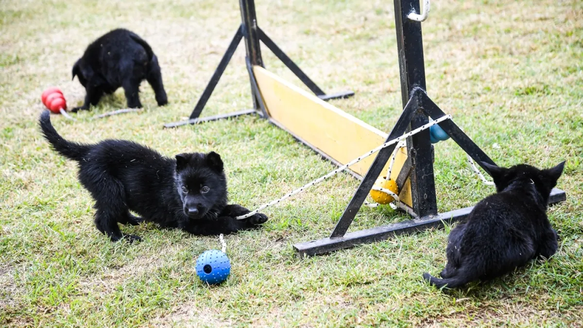 Se agranda la familia FPA: ocho cachorros se suman a la división K-9