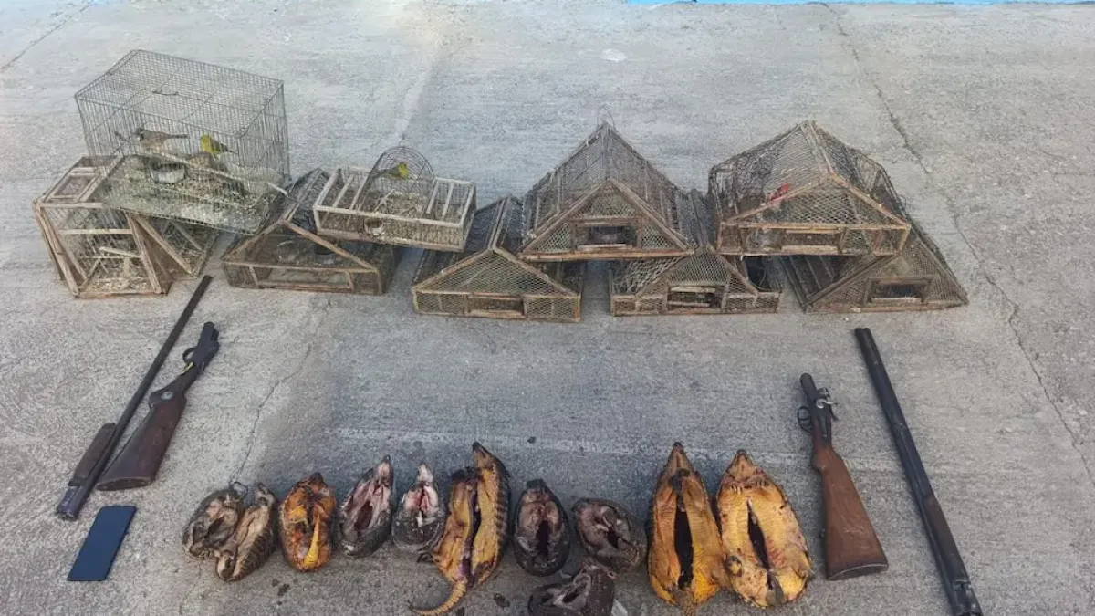 La Patrulla Rural secuestró armas, animales silvestres y perros utilizados para cazar